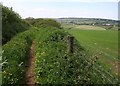 Field edge path above Larcombe Farm