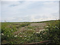 Valley bottom wetland south of Nantanog