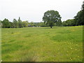 Farmland just before Northfield Wood