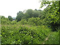 Path near Steep Church