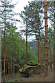 Tree growing on boulder