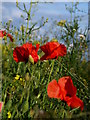 Field Poppies