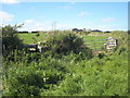 Hedge near Downs Barn Farm