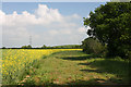 Field margin near Hintlesham