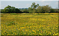 Buttercups near Priors Marston