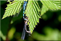 NO5350 : Common Blue Damselflies on a leaf at Balgavies Loch Wildlife Reserve by Alan Morrison