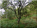NR6994 : Rowan, birch and oak woodland on coastal strip by Andrew Curtis