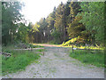 Forest track at Penrhos