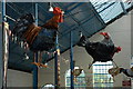 Chickens in Abergavenny Butter Market