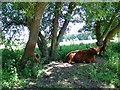 SU5232 : Highland cow, Avington Country Park by Maigheach-gheal