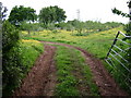 A young orchard by Rixdale Farm