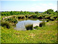 The pond - Hatherstone Wood