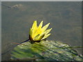 Yellow Water Lily - Hatherstone Wood