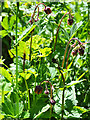 Water Avens (Geum rivale)