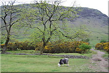 NY1808 : Sheep grazing in Upper Wasdale (3) by N Chadwick