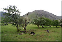 NY1808 : Sheep grazing in Upper Wasdale (4) by N Chadwick