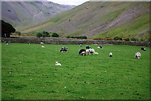 NY1808 : Sheep grazing in Upper Wasdale (5) by N Chadwick