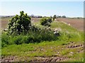 Field boundary near Lorbottle