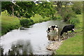 River Wey at Anstey Bridge