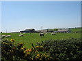 Sheep pasture at Garnedd-newydd Farm