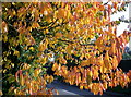TF4165 : Autumn Tree Halton Halgate by Hannah Smelt