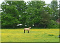 Grazing land near The Plash