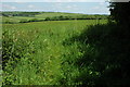 Cotswold grazing land