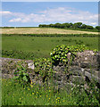 View to woodland near Bryngwynne Uchaf.