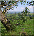 Tree looking towards Pant-y-ffynnon.