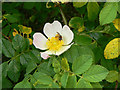 Dogrose with small bee