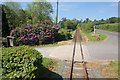 Rhododendrons by the railway