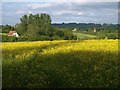 Buttercup meadow near Arnold