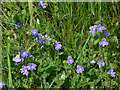 Birdseye Speedwell (Veronica chamaedrys)