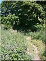 Bridleway towards Alvediston