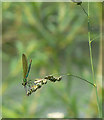 Banded Demoiselle (Damselfly)