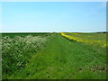 Field Boundary, Helperthorpe Pasture