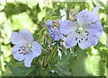 Meadow cranesbill