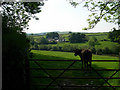 Cow finds shade