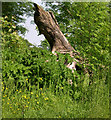 Old tree stump near Gilfach-mryson farm