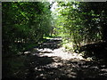 Bridleway through Rackham Common