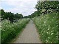 NS6071 : Wild flowers by canal path by Stephen Sweeney