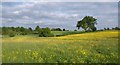 Meadow near Lacock