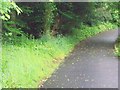 Footpath, Terwick Common