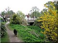 Wendover Arm: Approaching Bridge No 9