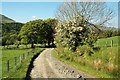 Farm Track Near Barr