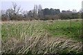 Plantation to the rear of Anderson Drive, Myton