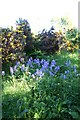 Scotstown Bluebells