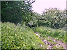 SU7430 : Bridleway near Hawkley by Maigheach-gheal
