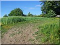 Footpath, East Tisted