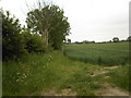 Public footpath and field boundary